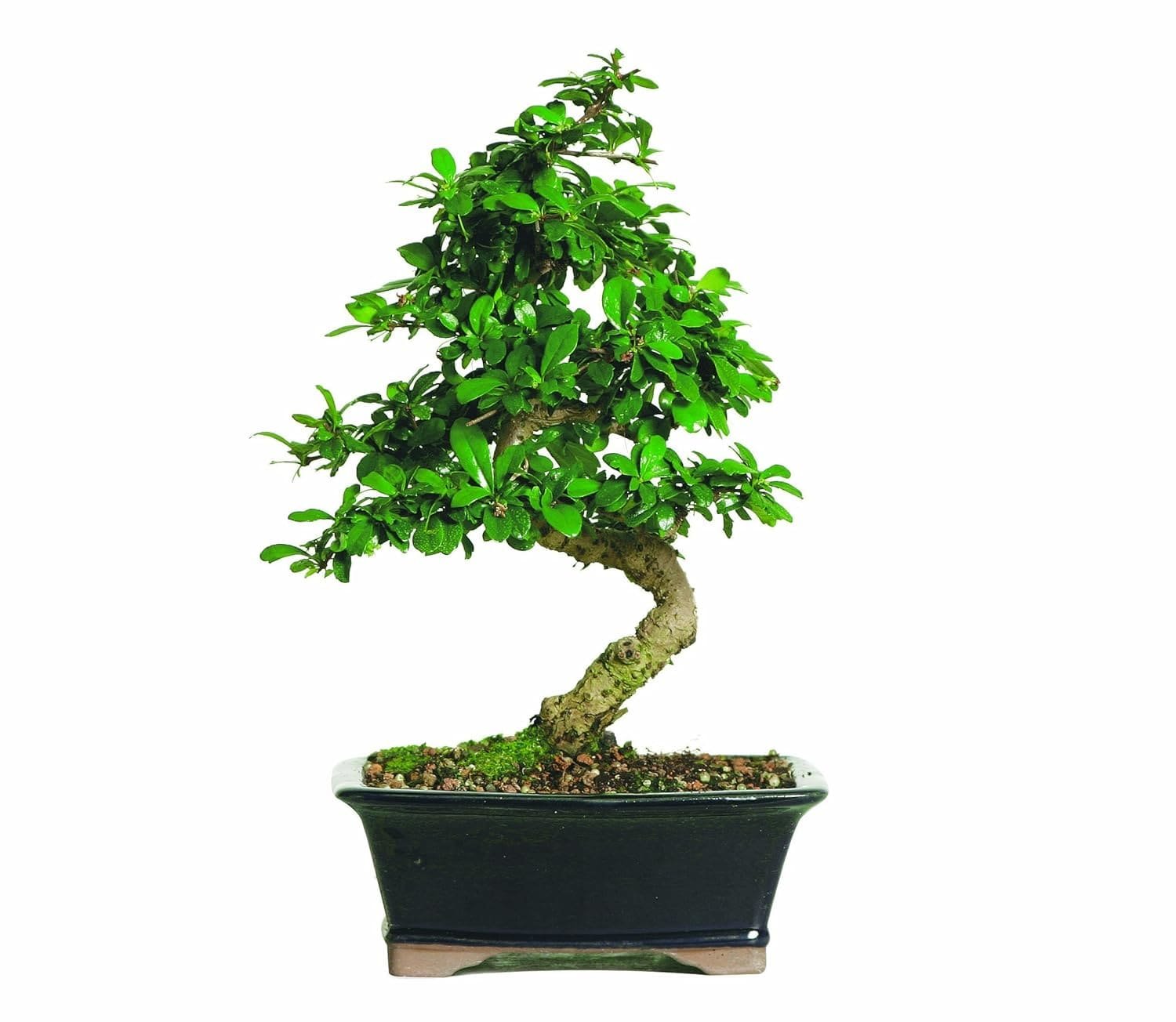 Ficus marginata